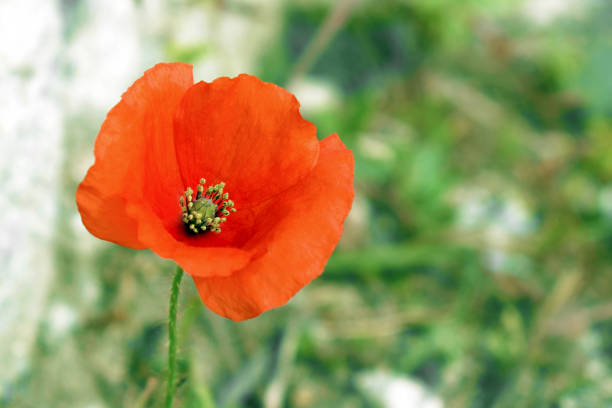 Orange weed flower in the sun. Survival concept.