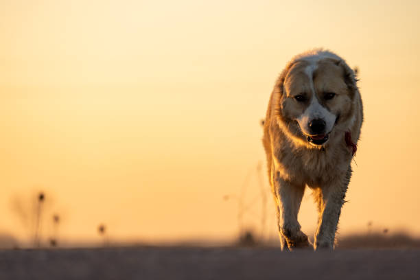 Big and strong sheepdog walks alone in sunset and look in camera