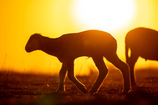 istock Sheep graze with a beautiful sunset in the background 2203787230