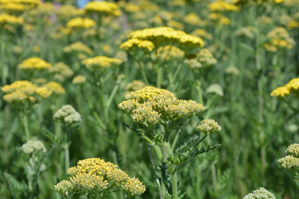 istock Yarrow also known as Achillea  Anthea or Mexican flower grass 2203787998
