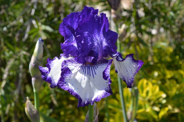 istock Tall bearded Iris, Art Deco, in flower 2203788114