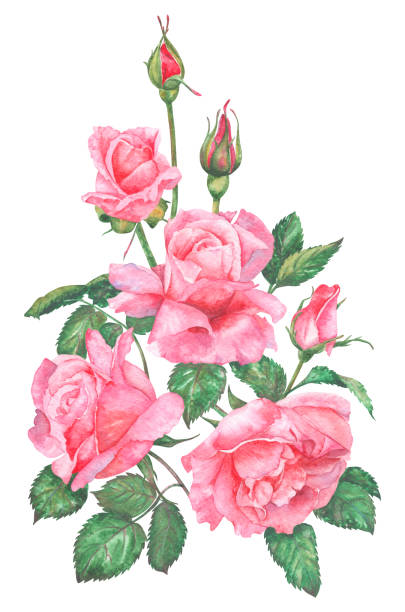 istock Watercolor illustration of pink roses. 2203790994