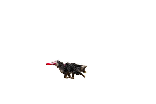 Playing with a dog on the lawn, throwing darts to a dog, a dog catching a ball in its teeth