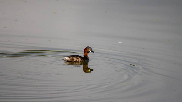 istock Water bird swimming in calm water 2203791761