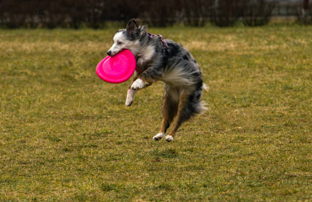 istock Playing with a dog on the lawn, throwing darts to a dog plastic disk 2203792044