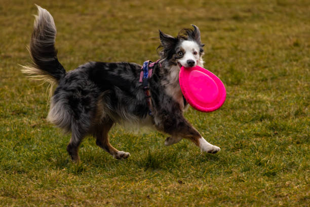 istock Playing with a dog on the lawn, throwing darts to a dog plastic disk 2203792065