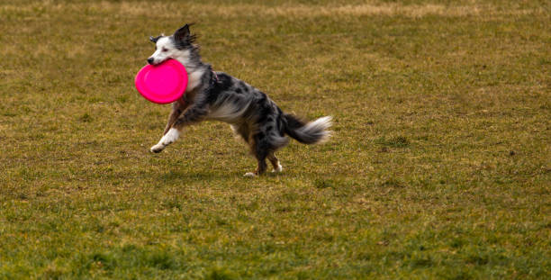istock Playing with a dog on the lawn, throwing darts to a dog plastic disk 2203792106