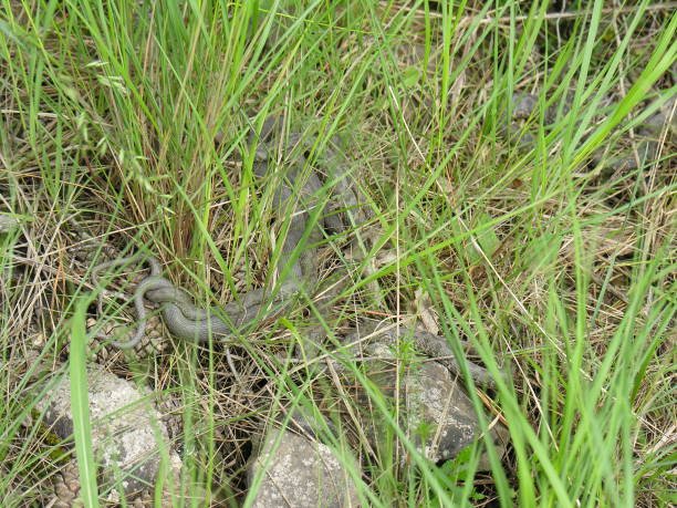 Viperine snakes mating in the grass