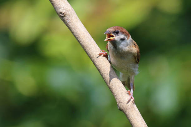 Feldsperling / Eurasian tree sparrow / Passer montanus