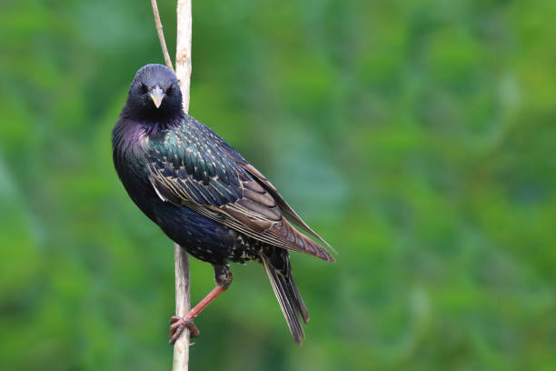 istock Gemeiner Star / Common starling / Sturnus vulgaris 2203796408
