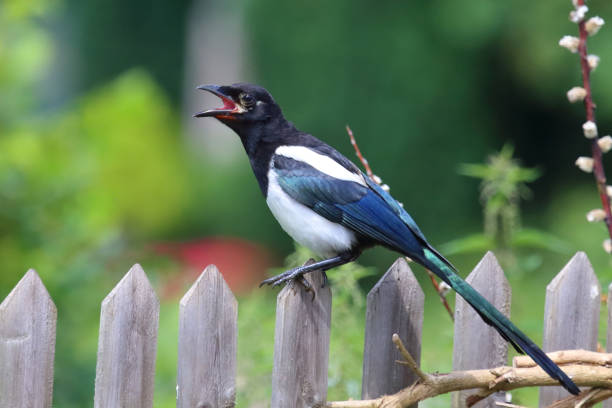 A magpie with some kind of eye problems