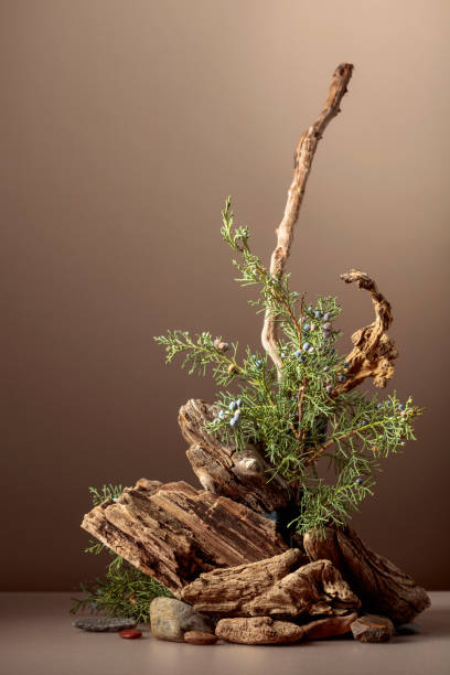 istock Abstract nature scene with a composition of juniper and dry snags. 2203796808