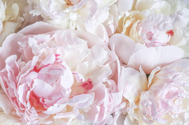 istock White pink peony petals. Soft focus. Abstract floral background for holiday design 2203797162