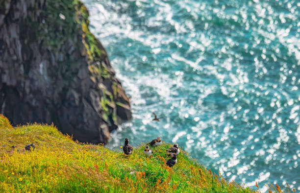 Flock of Atlantic puffins on a cliff