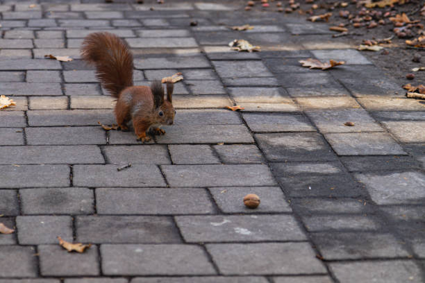 istock Squirrel explores cobblestone path in search of fallen walnut treat 2203798358
