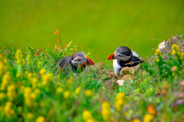Two charming Atlantic puffins sit peacefully amidst lush green grass and vibrant wildflowers on the picturesque cliffs of Vik, Iceland. The birds' colorful beaks and distinctive black-and-white plumage stand out vividly against the natural green backdrop, capturing a serene moment in their coastal habitat. This intimate wildlife scene highlights the beauty, tranquility, and pristine nature of Iceland’s southern coast.