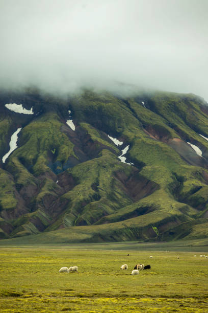 istock Fog-Covered Green Mountains with Wild Icelandic Grazing Sheeps on Highlands with Snow-Capped Peaks Near Landmannalaugar in Iceland 2203799430