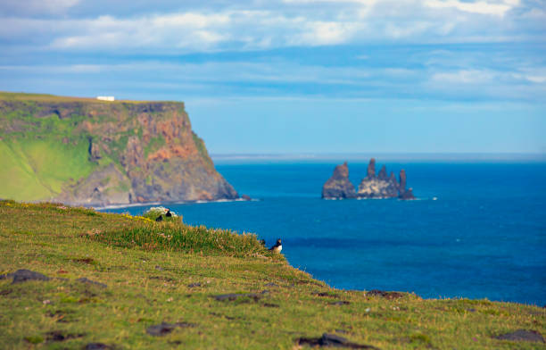 A breathtaking coastal landscape at Vik, Iceland, showcases the lush green cliffs of Dyrholaey and the distinctive Reynisdrangar sea stacks rising dramatically from the Atlantic Ocean. In the foreground, puffins sit peacefully on grassy slopes, enhancing the pristine natural beauty. The scene captures Iceland's rugged coastline, wildlife, and the dramatic interplay between land, sea, and sky, offering a tranquil yet captivating glimpse of this iconic region.