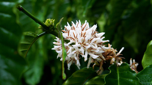 istock Coffee flower tree green nature white color blossom. 2203799812