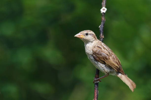 istock Haussperling / House sparrow / Passer domesticus 2203800438