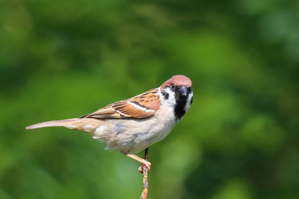 istock Feldsperling / Eurasian tree sparrow / Passer montanus 2203800684