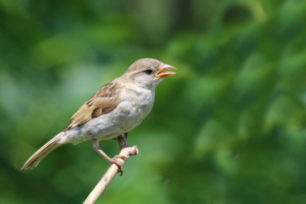 istock Haussperling / House sparrow / Passer domesticus 2203801641