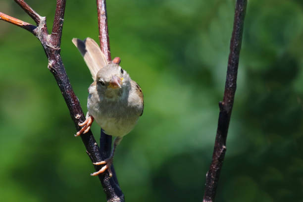 Haussperling / House sparrow / Passer domesticus