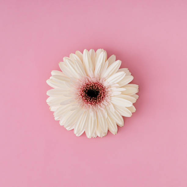 istock White gerbera daisy flower on pastel pink background. Minimal concept and simplicity. Flat lay style. Top view. 2203804351