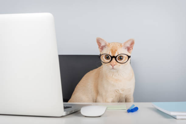 istock Burmese cat sitting at laptop indoors. 2203804438