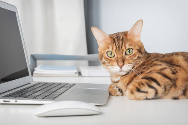istock Cat works on computer at home or in office. 2203804518