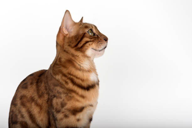 Studio portrait of young bengal cat looking away on white background. Side view. Isolated cat for advertising.