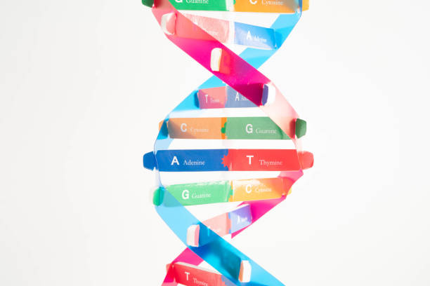 istock DNA molecule spiral structure model isolated on white background, chromosome and gene chemical science biology. 2203805961