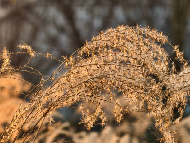 istock Close-up of brown grass  during sunset 2203807748