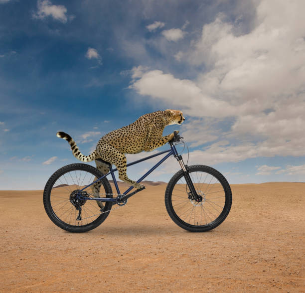 Cheetah (Acinonyx jubatus) standing on a tourist road and looking back over its shoulder while another walks out of frame in the background, Kruger National Park, South Africa. The cheetah is listed as Vulnerable by the IUCN.