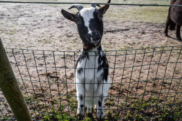 Cute little white goat looking directly at the camera through the pasture fence at sunset.