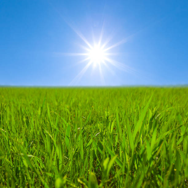 wide green rural field under a sparkle sun, spring agricultural background
