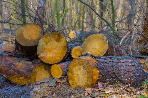 heap of fir tree trunk on the forest glade