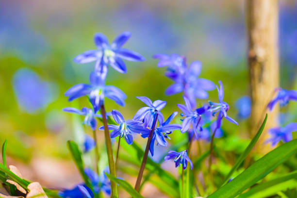 closeup wild blue snowdrop flower in spring forest