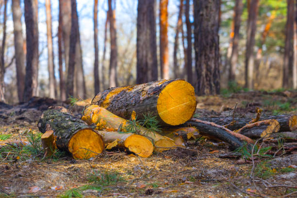 heap of fir tree trunk on the forest glade