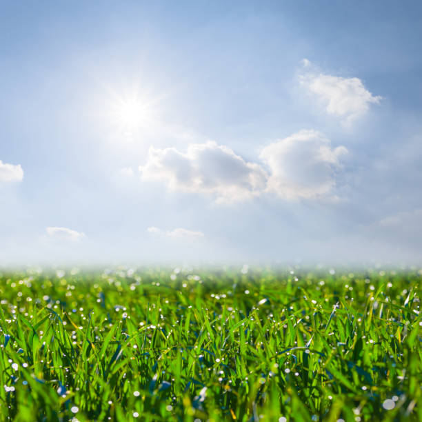 wide green rural field under a sparkle sun, spring agricultural background