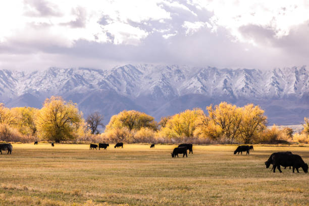 istock Black cows grazing in a field with the mountain ranges behind them 2203812817