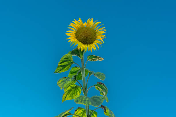 A ripe yellow sunflower with a bumblebee sitting on it against the background of a clear blue sky.