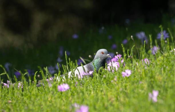 Iridescent feathers and eye lit in the sunshine