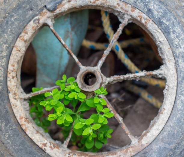 Green herb growing in an old abandonned car wheel, Tenjo, Cundinamarca, Colombia.
