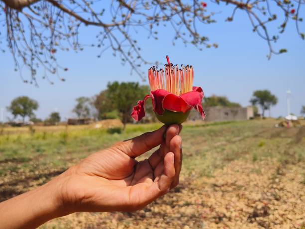 istock Flower part of shemal tree ( Bombax ceiba tree) 2203820019