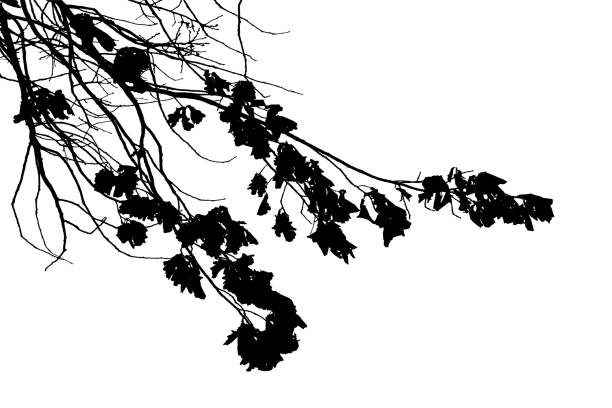 istock Vector illustration of natural oak tree branch with leaves 2203820712
