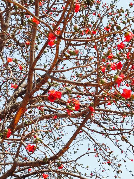 istock Bombax ceiba(red silk-cotton ) tree with flowers 2203825121