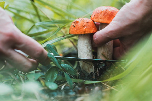istock A person is cutting two mushrooms with a knife 2203825797