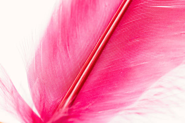 close-up of a pink bird feather on a white background. shallow depth of field pen texture