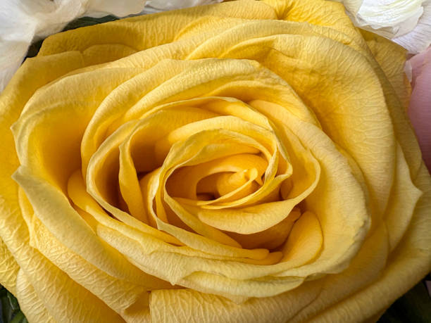 Rose flower  on  black   isolated background with clipping path. Closeup. For design. Nature.